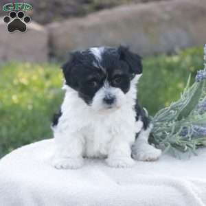 Sasha, Havachon Puppy